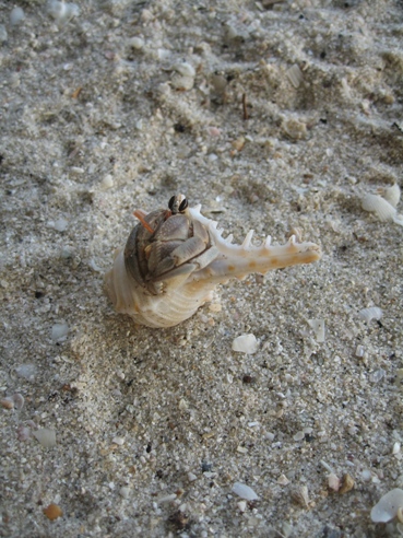 Hermit Crab on Lao Liang.